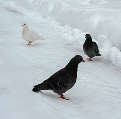 winter walk of pigeons in the city park