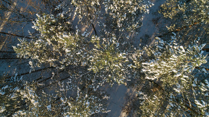 Aerial view of the pine forest in winter.