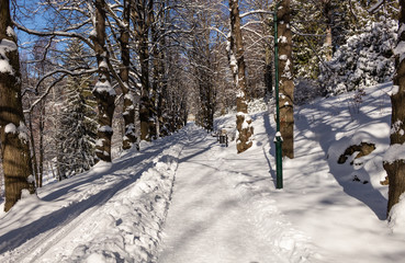 Road in winter forest. Sunset in fir forest. Winter landscape