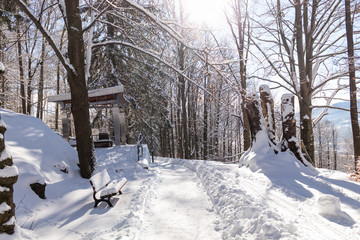 Road in winter forest. Sunset in fir forest. Winter landscape