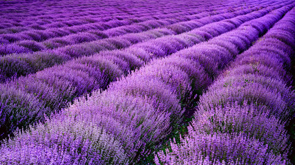 Lavender field in Provence , |France 