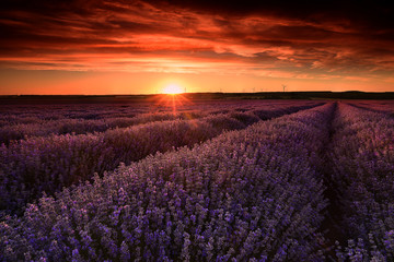Fototapeta na wymiar Lavender field at sunset in France 