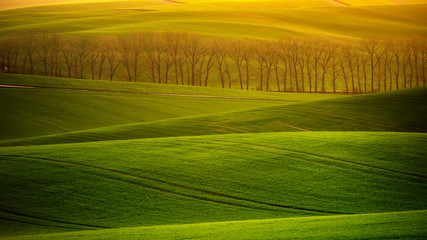 Moravian roiling hills on with green crops 