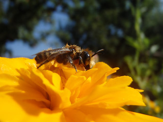 Bee close up on a spring flower 