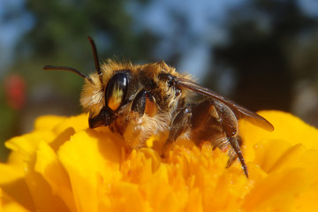 Bee close up on a spring flower 