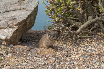 Rock hyrax at the Cape of good Hope, South Africa