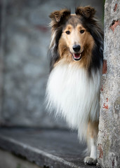 Collie