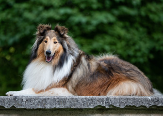 Collie