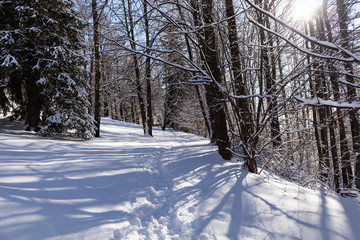 Road in winter forest. Sunset in fir forest. Winter landscape