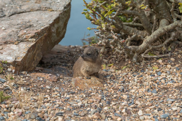 Rock hyrax at the Cape of good Hope, South Africa