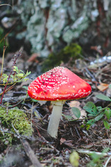 Red fly agaric mushroom or toadstool in the grass. Latin name is Amanita muscaria. Toxic mushroom