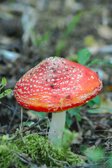 Red fly agaric mushroom or toadstool in the grass. Latin name is Amanita muscaria. Toxic mushroom