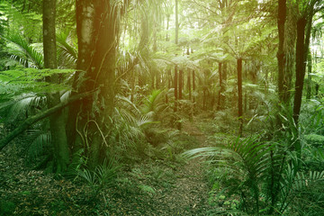 Jungle fern trees