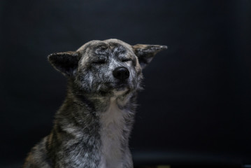 dog akita inu brindle color close up on dark background