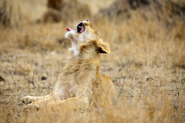 The Southern lion (Panthera leo melanochaita) also referred to as the East-Southern African lion or Eastern-Southern African lion or Panthera leo kruegeri. Young male lion  yawns.