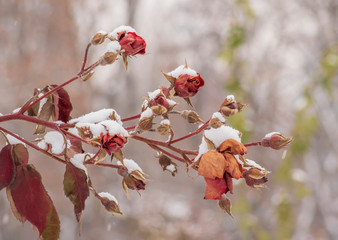faded roses covered with snow