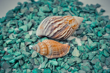 a set of several different shells on a green stones
