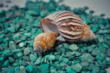 a set of several different shells on a green stones