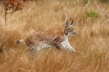Fototapeta premium The Eurasian lynx (Lynx lynx) a young lynx in yellow grass, autumn forest background.