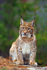 The Eurasian lynx (Lynx lynx), portait. Subadult cat portait.