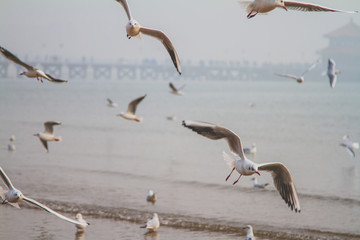 Gull, birds, China
