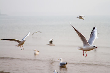 Gull, birds, China