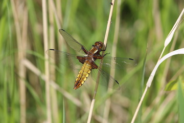 Libellule déprimée femelle