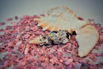 one or a set of several different shells on a small pink stones