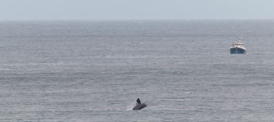 Southern right whale at Gansbaai, South Africa