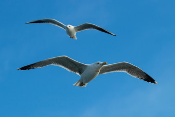 Seagulls 