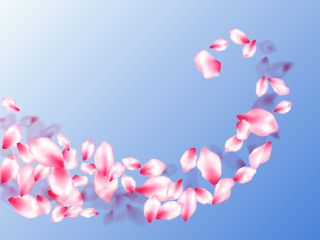 Pink cherry blossom petals isolated