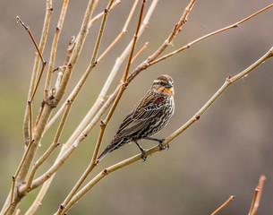 Female Red-winged Blackbird