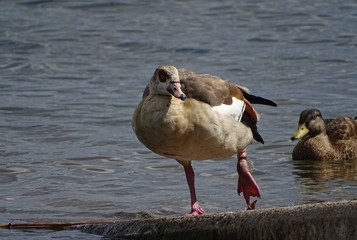 Egyptian goose