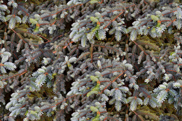 seamless texture spruce branches gray-blue with green