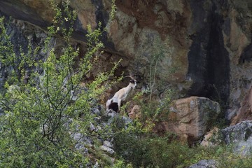 goats in mountains