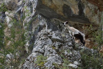 goats in mountains