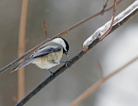 m&eacute;sange &agrave; t&ecirc;te noire