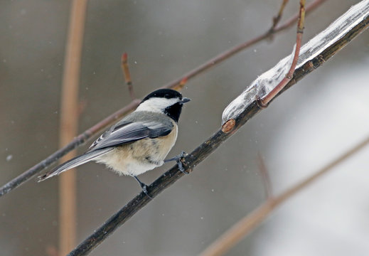 m&eacute;sange &agrave; t&ecirc;te noire