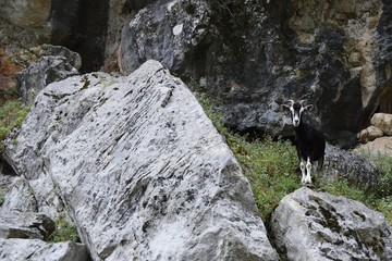 Fototapeta na wymiar goats in mountains
