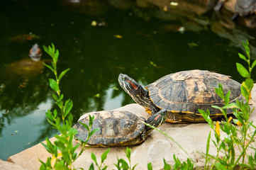 Red-Eared Slider Turtles