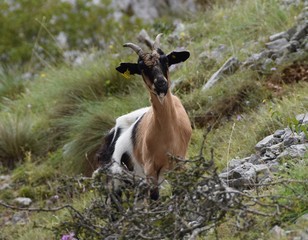 goats in mountains