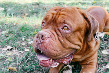 Dogue de Bordeaux,french mastiff