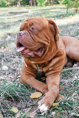 Dogue de Bordeaux,french mastiff
