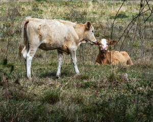Cows resting in a pasture in Pearland!