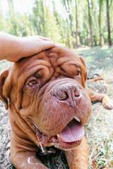 Dogue de Bordeaux,french mastiff