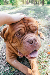 Dogue de Bordeaux,french mastiff