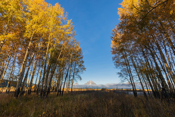 Scenic Autumn Landscape in the Tetons