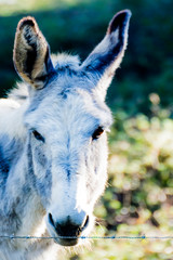 Donkey in the field on a sunny day
