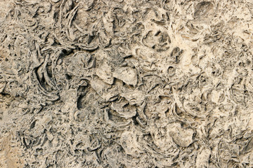 The texture of the shell rock. Beige background.