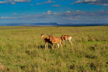 Naklejka na ściany i meble Small group of Coke`s Hartebeest antelope on African plains